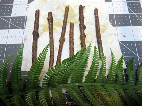 Image result for Palm Tree Tutorial