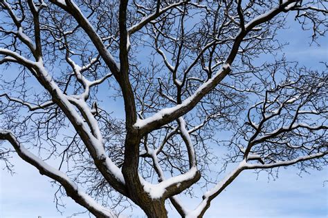 Can severe cold cause exploding trees? Kind of. They're frost cracks