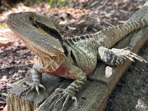 Australian Water Dragons : r/herpetology