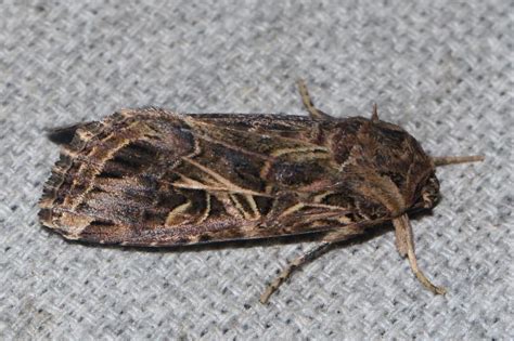 Spodoptera litura | Moths