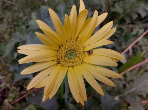 Gionee A1 full hands-on review - IBTimes India