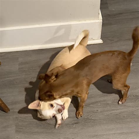 Dog Adopted - Rusty a Chihuahua Dog in Charlotte, NC | Petfinder
