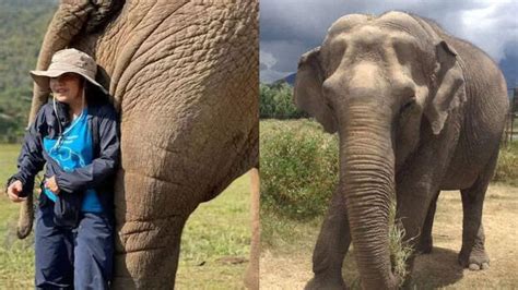 പാട്ടുകേട്ടാൽ ആനകൾ ചെയ്യുന്നതിങ്ങനെ, ഹൃദയത്തിൽ എന്താണ് സംഭവിക്കുകയെന്ന് ...