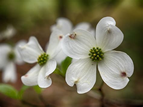 What Does A Dogwood Bloom Look Like at Therese Arnold blog