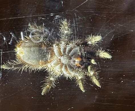 Sex of Chaco Golden Knee? : r/spiders