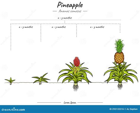 Growing Stages of Ananas Comosus Pineapple Stock Vector - Illustration ...