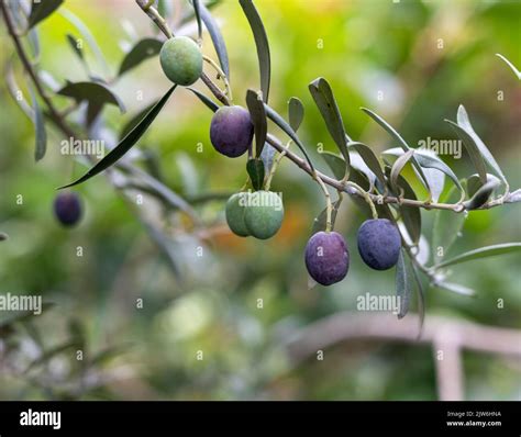 Ripe olives fruit on a tree branch with selective focus and blur ...
