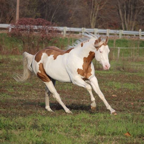 Paint stallion, Intoxication. | American paint horse, Western pleasure ...