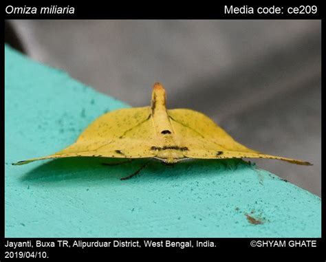 Omiza miliaria Swinhoe, 1889 - | Moths