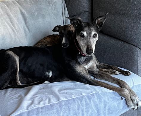 Halloween fireworks ‘nightmare’ caused dog’s fatal stroke, owner says ...