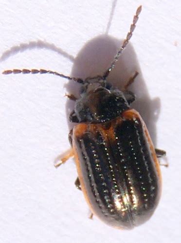 Image result for Microcrypticus Scriptum