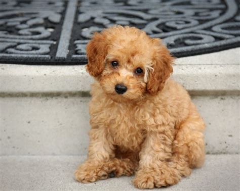 10 Week Old Cavapoo 的图像结果
