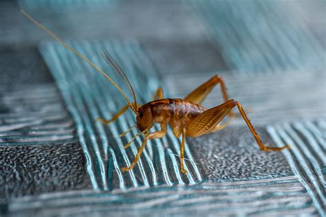 How to Breed Crickets - The Tye-Dyed Iguana - Reptiles and Reptile ...