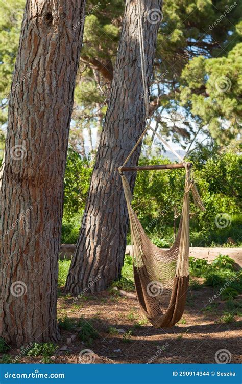 Spanish Garden with Pine Trees and Hammock. Stock Photo - Image of ...