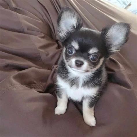 Teacup Chihuahua Rehome at Leta Tabor blog