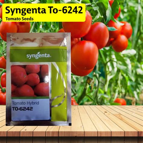 Syngenta TO-6242 Tomato Seeds - 3000 SEEDS – Agriplex