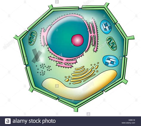 Plant Cell Wall Stock Photos & Plant Cell Wall Stock Images - Alamy