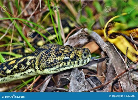 Image result for Australian Python Snake