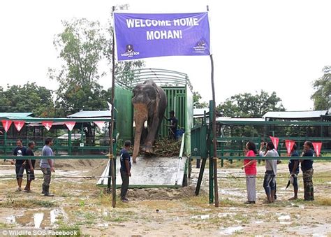 After Spending 50 Years In Chains, The Unluckiest Elephant In The World ...
