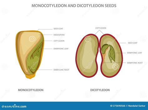 Monocotyledon and Dicotyledon Seeds, Monocots Having One Seed Leaf and ...