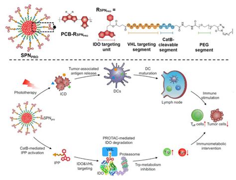 Cancer-Specific Delivery of Proteolysis-Targeting Chimeras (PROTACs ...