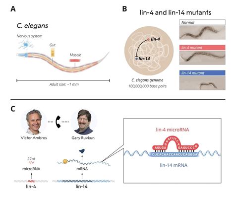 Image result for microRNA Design