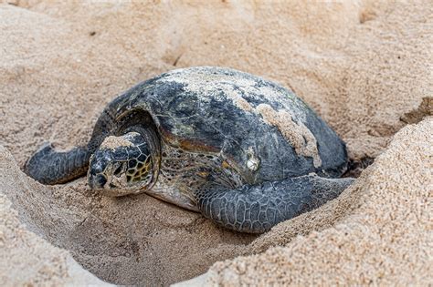 Turtle Eggs Hatching & Conservation In Jamaica | SANDALS