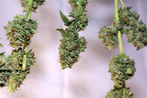 Image result for Marijuana Drying Methods