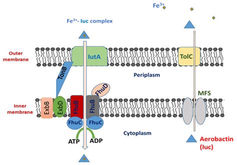 General Overview of Klebsiella pneumonia: Epidemiology and the Role of ...