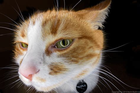 Image result for Aro LED