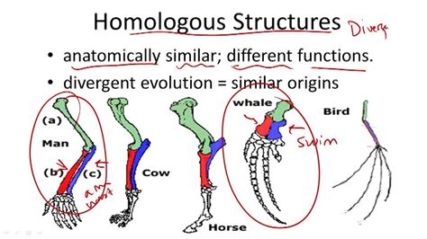 Image result for Evidence Against Evolution