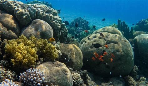 LUXOTEL AQABA BEACH RESORT & SPA - Hotel Reviews, Photos, Rate ...