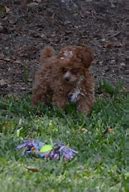 Image result for Teacup Toy Poodle Puppies