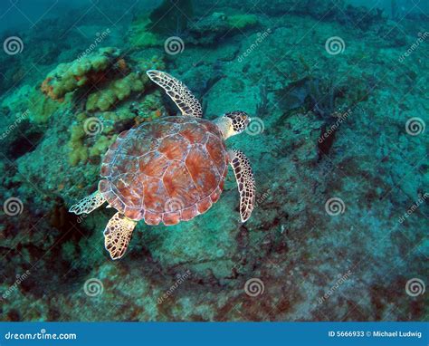 Loggerhead Sea Turtle 的图像结果