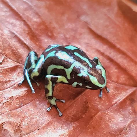 マダラ ヤドクガエル Dendrobates auratus "reticulated" | Amazonarium