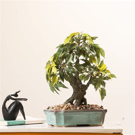 Ficus Whispers of Nature - 1.2 Feet Artificial Ficus Plant (With Ceram ...