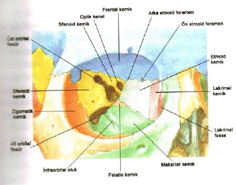 Göz Nedir - Gözün Yapısı ve Görevleri
