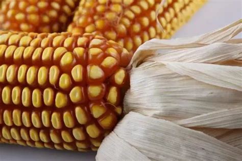【科普】教你识别玉米种类-搜狐大视野-搜狐新闻