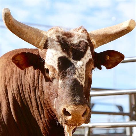 Three-Time World Champion Bucking Bull Bushwacker