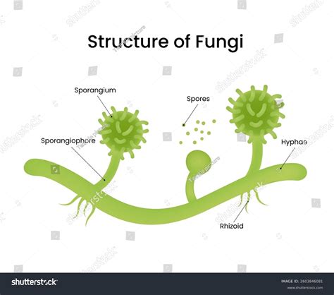 Diagram Fungi Structure Showing Hyphae Spores Stock Vector (Royalty ...