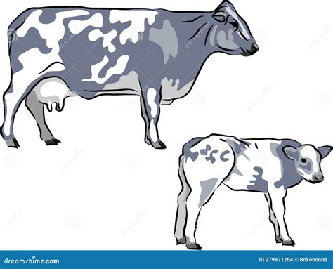 Belgian Blue cattle stock vector. Illustration of color - 279871264