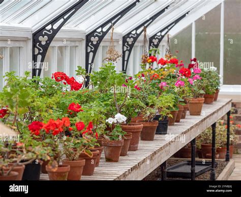 Pelargoniums overwintering in the greenhouse. UK Stock Photo - Alamy