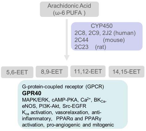 Glomerular Biomechanical Stress and Lipid Mediators during Cellular ...