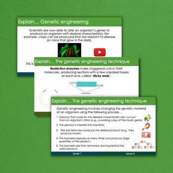 Basic Genetic Engineering GCSE Science OCR 的图像结果