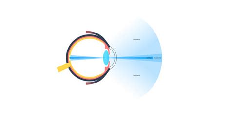 Image result for Peripheral Vision