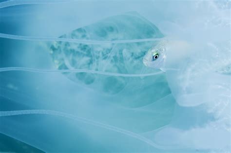 The Many Lives Of Jellyfish | Nature inFocus