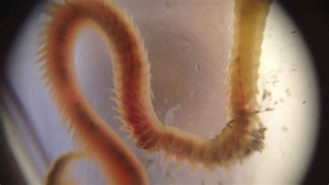 Clam Worm — Hudson River Park