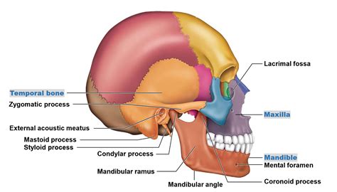 Temporal Process Of The Zygomatic Bone