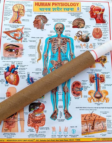 "Detailed Human Physiology Wall Chart - Digestive System, Human Anatomy ...