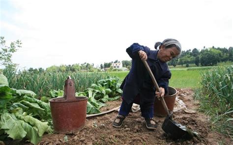 中国人每天产生240万吨粪便，都排放到哪去了，又是如何处理的？